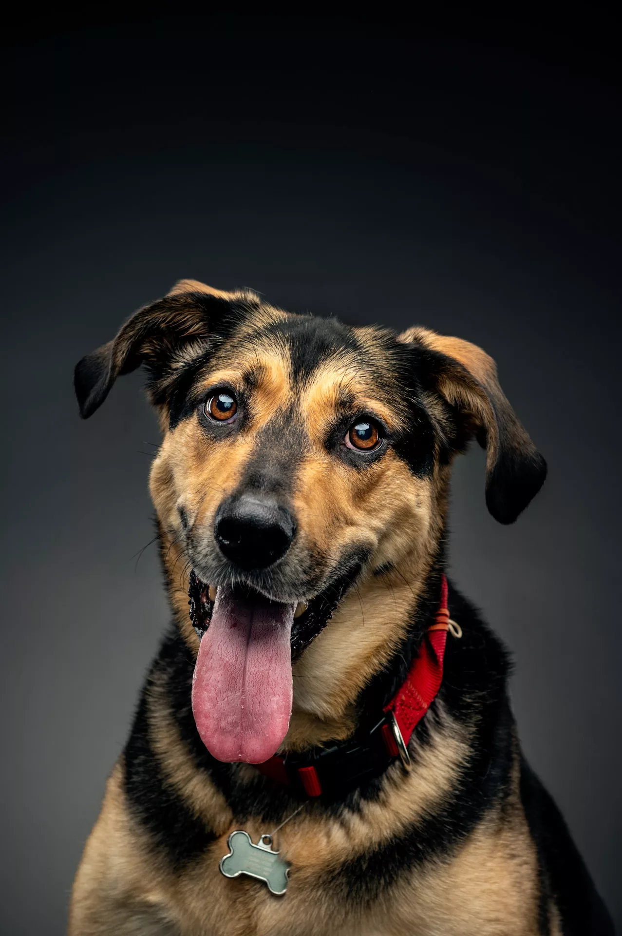 Dog photoshoot in Düsseldorf with a german Schäferhund. Dog is photographed in a studio frontwards with his tongue out.