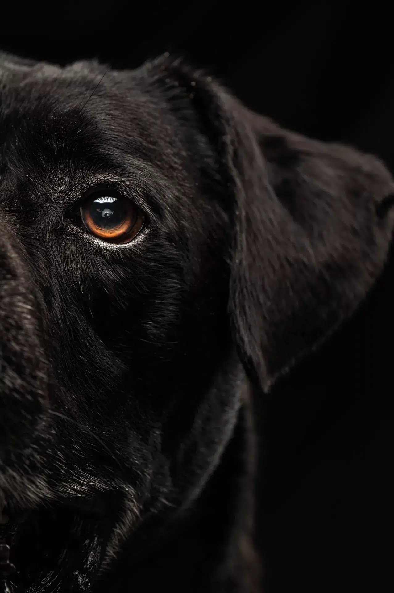 Photoshoot with pets. A black dog photographed in a studio. Only half of the face is shown.